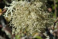 Usnea esperantiana
