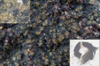 Verrucaria macrostoma
