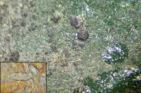 Phylloblastia inexpectata