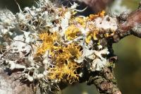 Teloschistes chrysophthalmos