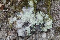 Flavoparmelia caperata