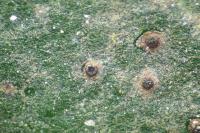 Phylloblastia inexpectata