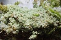 Lepraria finkii