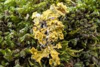 Xanthoria parietina