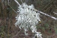 Evernia prunastri