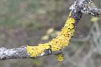 Xanthoria parietina