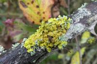 Xanthoria parietina