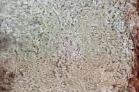 Mycoporum antecellens