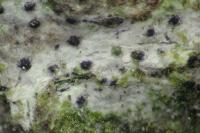 Mycoporum antecellens