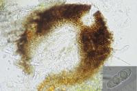 Mycoporum antecellens