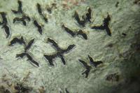 Phaeographis smithii