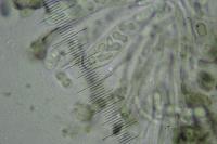 Fuscidea lightfootii