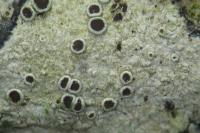 Lecanora chlarotera subsp. meridionalis