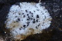 Solenopsora candicans