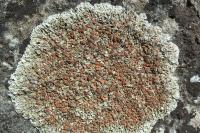 Squamarina cartilaginea