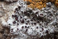 Lecanora campestris subsp. campestris