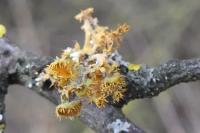 Teloschistes chrysophthalmos