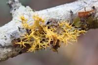 Teloschistes chrysophthalmos