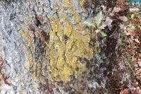 Candelariella xanthostigma