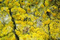 Candelariella xanthostigma