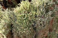 Cladonia coniocraea