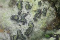 Alyxoria lichenoides