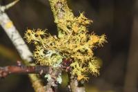 Teloschistes chrysophthalmos
