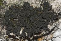 Lathagrium auriforme