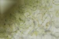 Lathagrium auriforme
