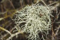 Ramalina farinacea