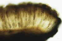 Alyxoria varia