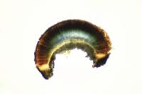Sarcogyne belarusensis