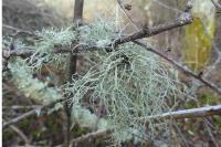 Ramalina farinacea