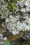 Xanthoparmelia conspersa
