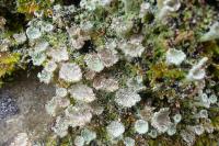 Cladonia pyxidata