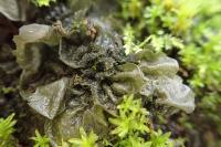 Collema flaccidum