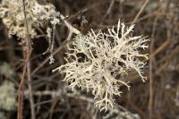 Evernia prunastri