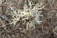 Evernia prunastri