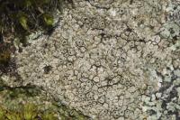 Aspicilia contorta
