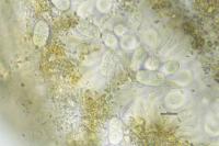 Pyrenodesmia variabilis