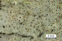 Bagliettoa baldensis