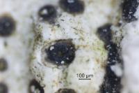 Bagliettoa baldensis