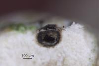 Bagliettoa baldensis