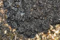 Placynthium nigrum