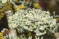 Hypogymnia physodes