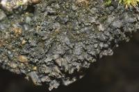 Blennothallia crispa