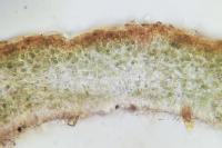 Blennothallia crispa