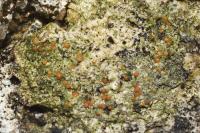 Protoblastenia rupestris
