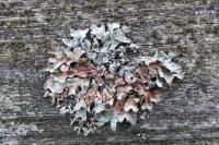 Parmelia sulcata
