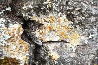 Gyalolechia flavorubescens